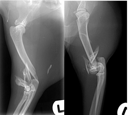 Cat with cumminuted humeral condylar  fracture